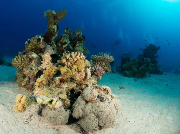 Zeebodem Met Onderwater Leven Stockfoto
