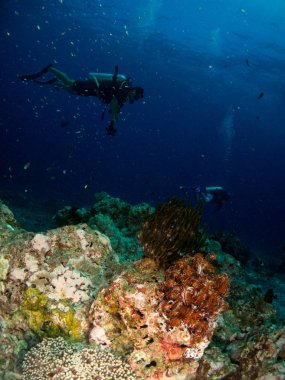 Sualtı canlıları ile deniz dibinin