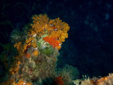 Sualtı canlıları ile deniz dibinin