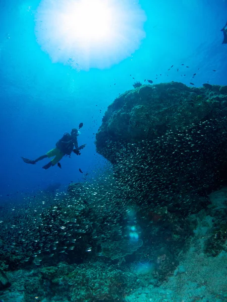 Sualtı canlıları ile deniz dibinin