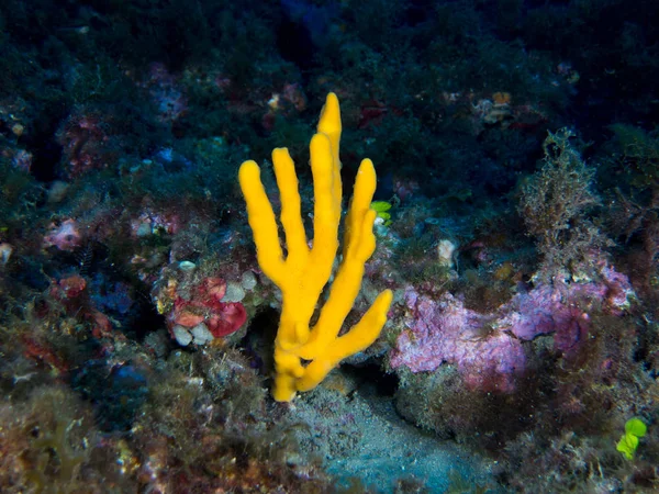 Seabed Underwater Life — Stock Photo, Image