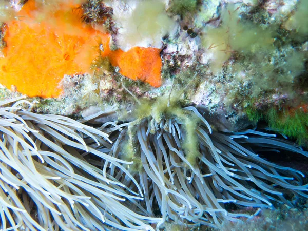 Морское Дно Подводной Жизнью — стоковое фото