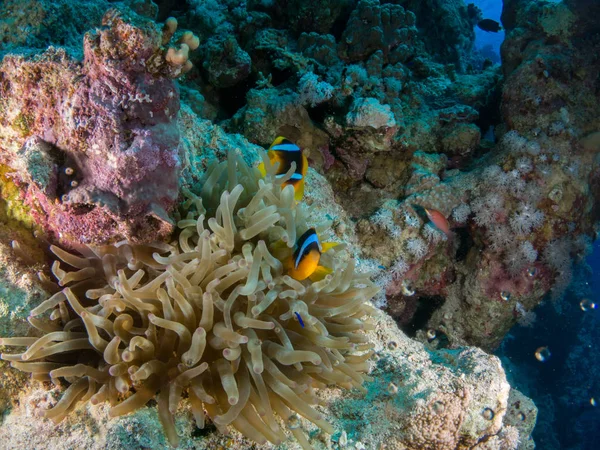 Sualtı canlıları ile deniz dibinin
