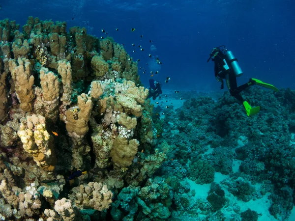 Fonds Marins Avec Vie Sous Marine — Photo