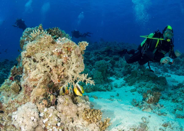 Sualtı canlıları ile deniz dibinin