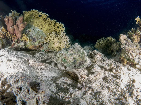 Морське Дно Підводним Життям — стокове фото