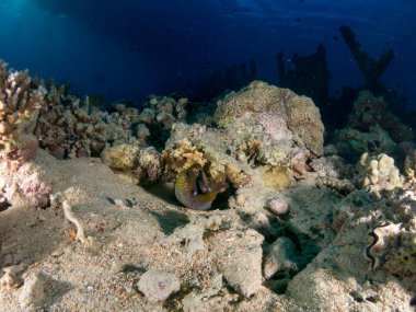 Sualtı canlıları ile deniz dibinin