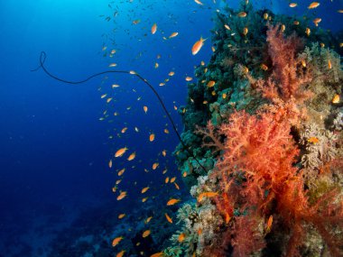 Sualtı canlıları ile deniz dibinin