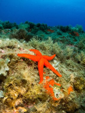 fondo marino azul en la costa brava con corales y makro