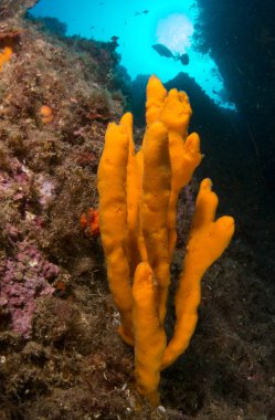 fondo marino azul en la costa brava con corales y makro