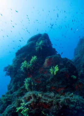 fondo marino azul en la costa brava con corales y makro