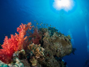 fondo marino azul en la costa brava con corales y makro