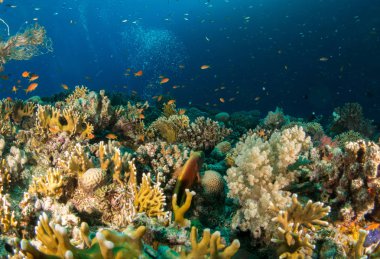 fondo marino azul en la costa brava con corales y makro