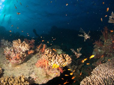 fondo marino azul en la costa brava con corales y makro