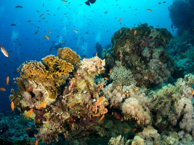 fondo marino azul en la costa brava con corales y makro