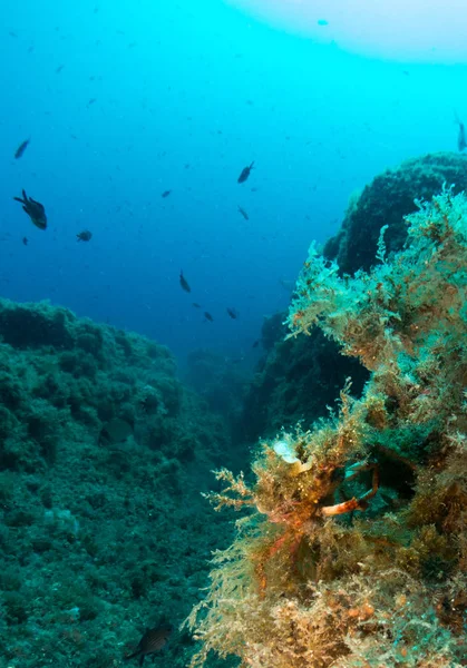 fondo marino azul en la costa brava con corales y makro