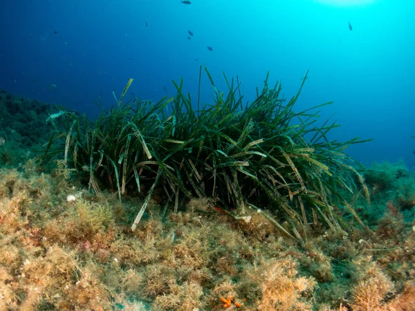 fondo marino azul en la costa brava con corales y makro
