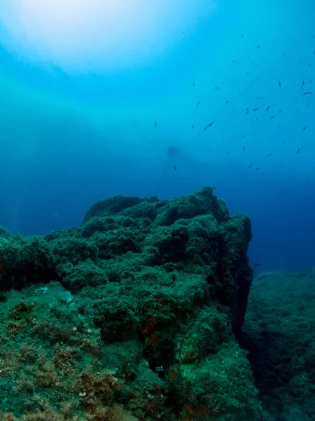 fondo marino azul en la costa brava con corales y makro