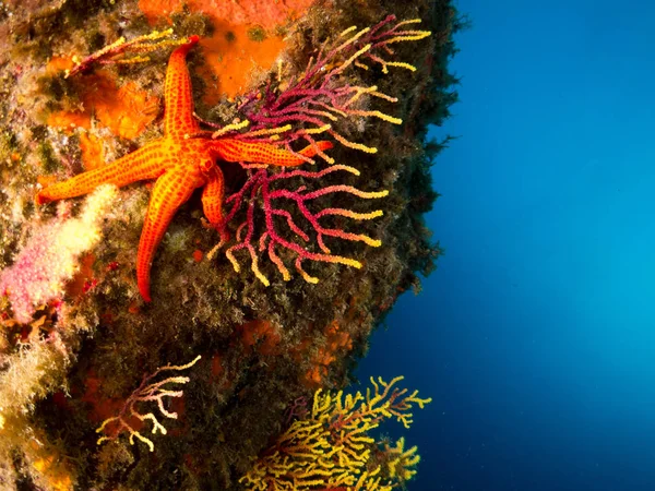 Мбаппе Марино Costa Brava Con Corales Macro — стоковое фото