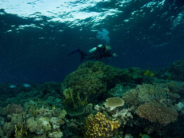 Fondo Marino Azul Costa Brava Con Corales Macro —  Fotos de Stock