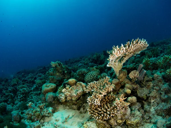 Fondo Marino Azul Costa Brava Con Corales Makró — Stock Fotó