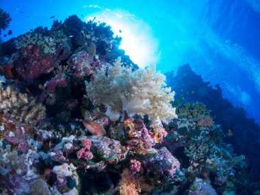 fondo marino azul en la costa brava con corales y makro