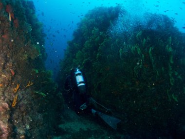 mavi deniz arka planda mercan ve makro ile costa brava