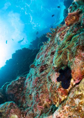 mavi deniz arka planda mercan ve makro ile costa brava