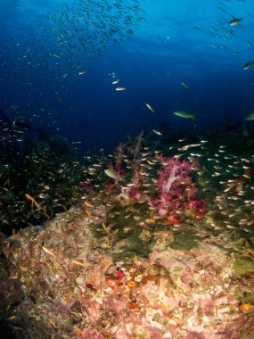 mavi deniz arka planda mercan ve makro ile costa brava