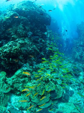 mavi deniz arka planda mercan ve makro ile costa brava