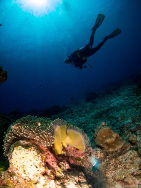 mavi deniz arka planda mercan ve makro ile costa brava