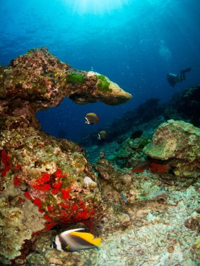 mavi deniz arka planda mercan ve makro ile costa brava