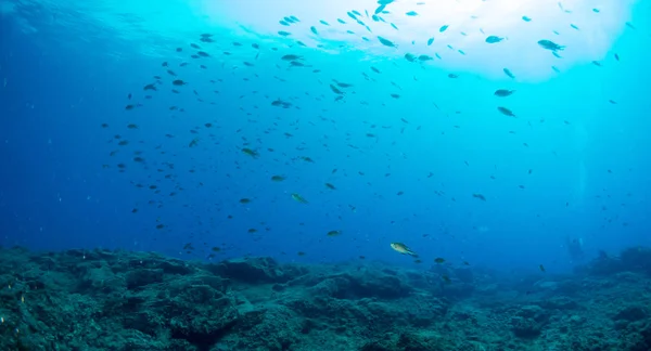 fondo marino azul en la costa brava con corales y makro