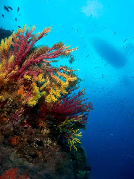 Niebieskie Tło Morskich Wybrzeżu Costa Brava Korali Makro — Zdjęcie stockowe