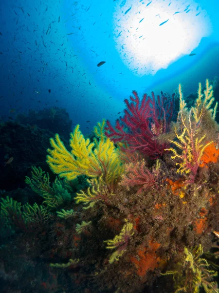 blue marine background on the costa brava with corals and macro