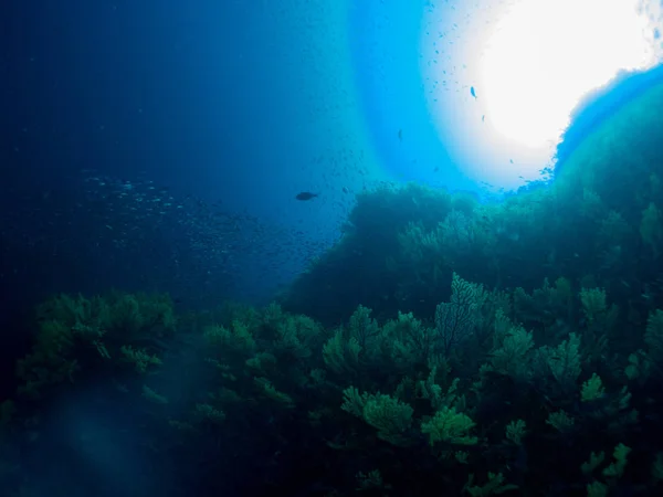 Blue Marine Bakgrund Costa Brava Med Koraller Och Makro — Stockfoto