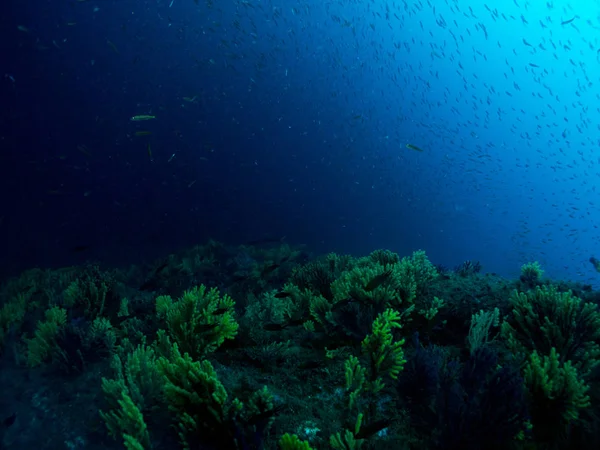 Синий Морской Фон Коста Брава Кораллами Макро — стоковое фото