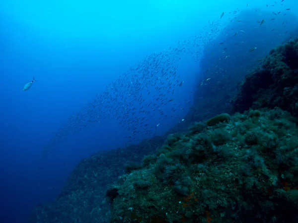 Blauer Meeresgrund Der Costa Brava Mit Korallen Und Makro — Stockfoto