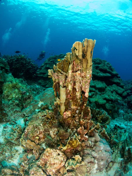 Μπλε Θαλάσσιο Φόντο Στην Costa Brava Κοράλλια Και Μακροεντολών — Φωτογραφία Αρχείου