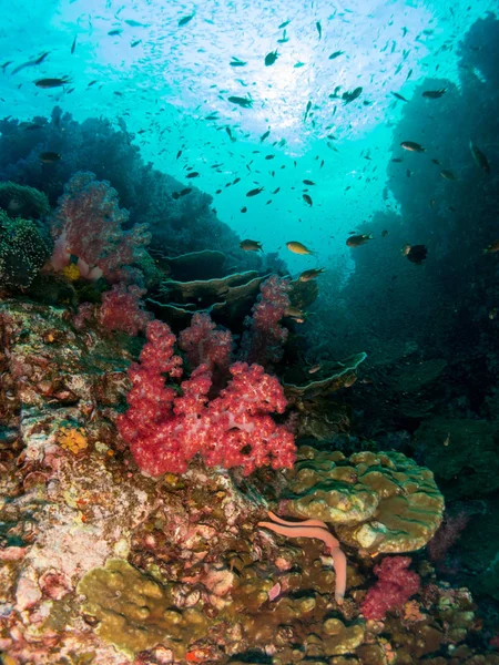 blue marine background on the costa brava with corals and macro