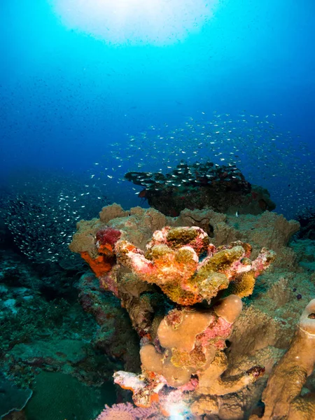 Blue Marine Background Costa Brava Corals Macro — Stock Photo, Image
