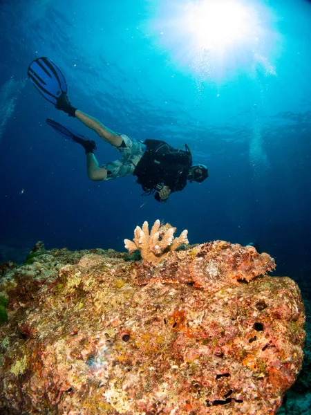 サンゴとマクロでコスタ ブラバの青い海洋の背景 — ストック写真