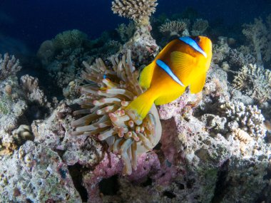 fondo marino con muchos peces