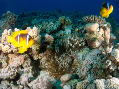 fondo marino con muchos peces