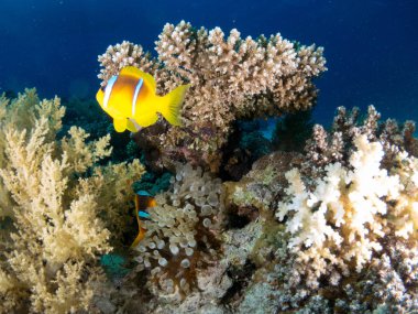 fondo marino con muchos peces