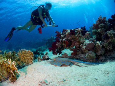 fondo marino con muchos peces