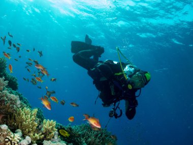 fondo marino con muchos peces