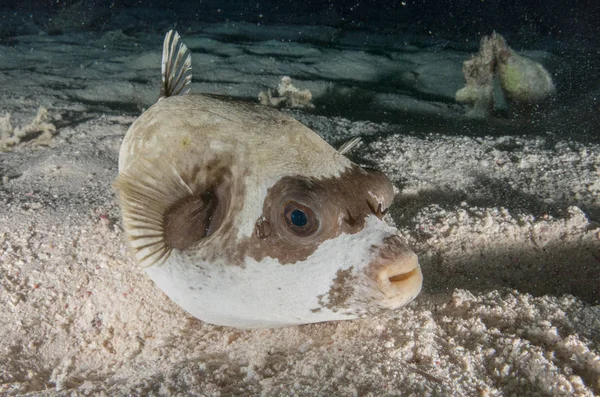 Fondo Marino Con Muchos Peces — Foto Stock