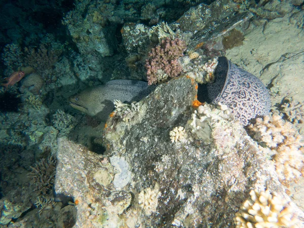 Fondo Marino Con Muchos Peces — Stok Foto