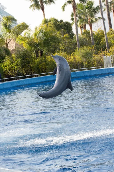 Delfíni Dělat Akrobacii Delfináriu — Stock fotografie
